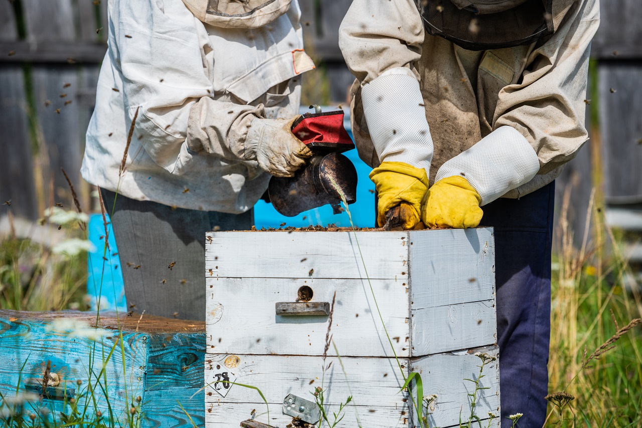 bee removal