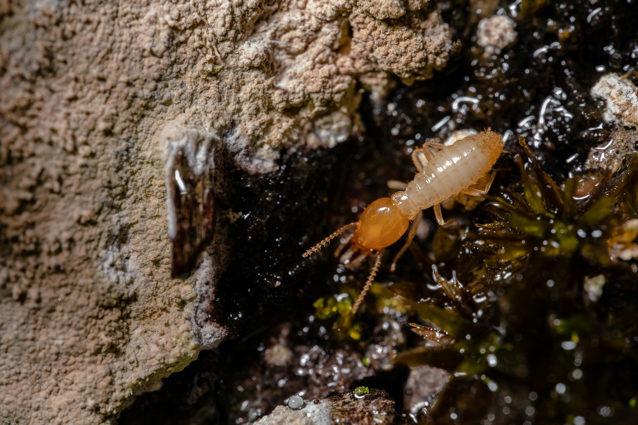 termite control and prevention