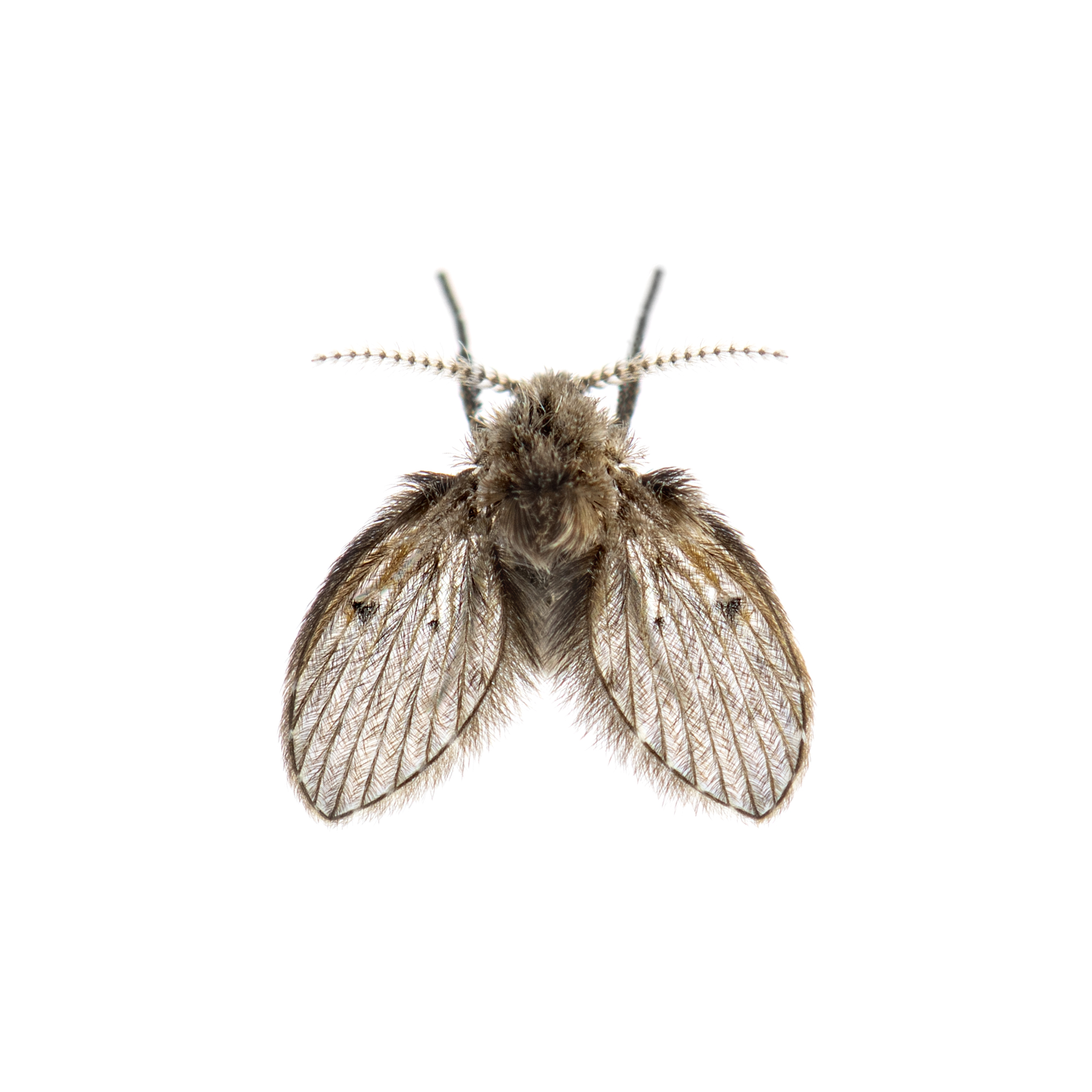 drain fly