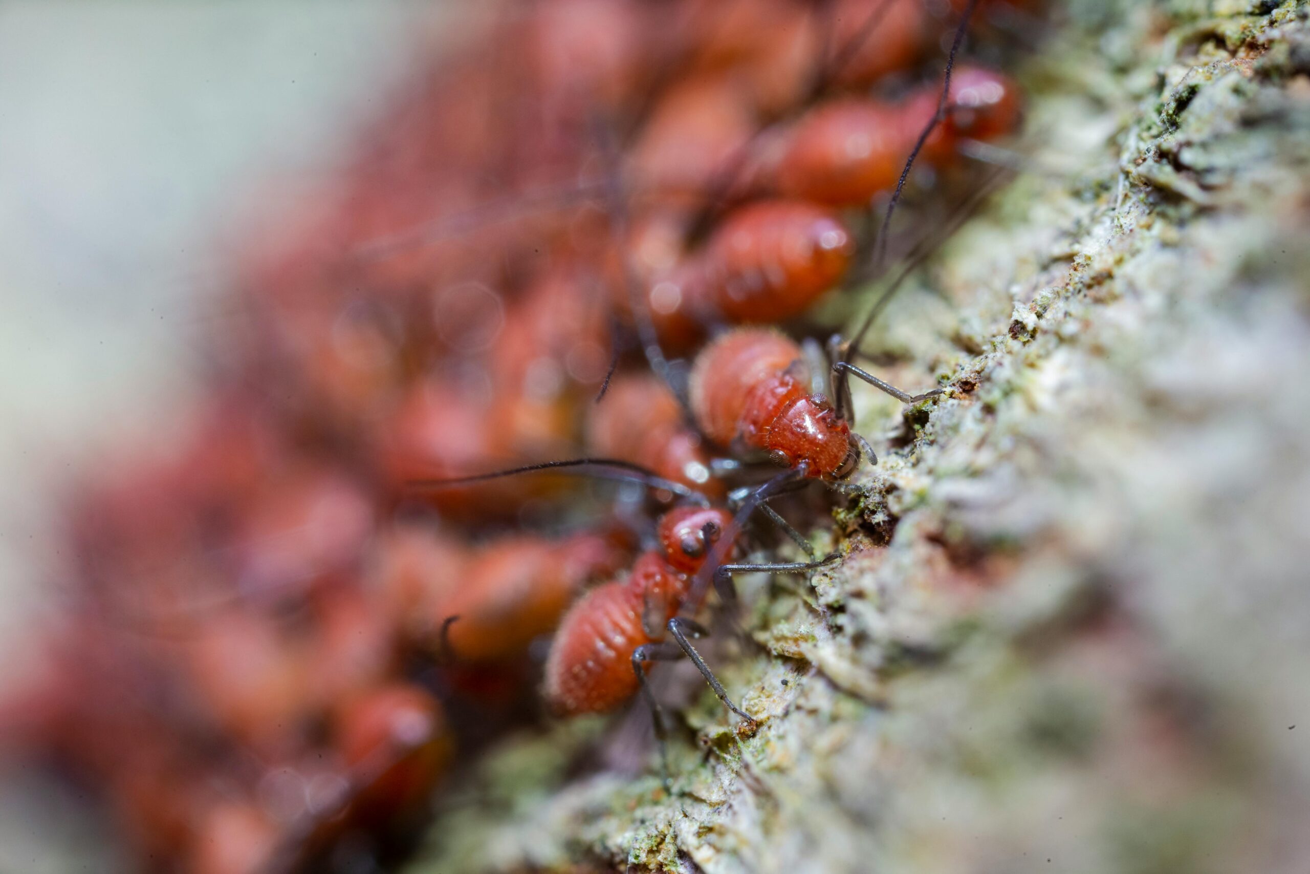 Ant extermination