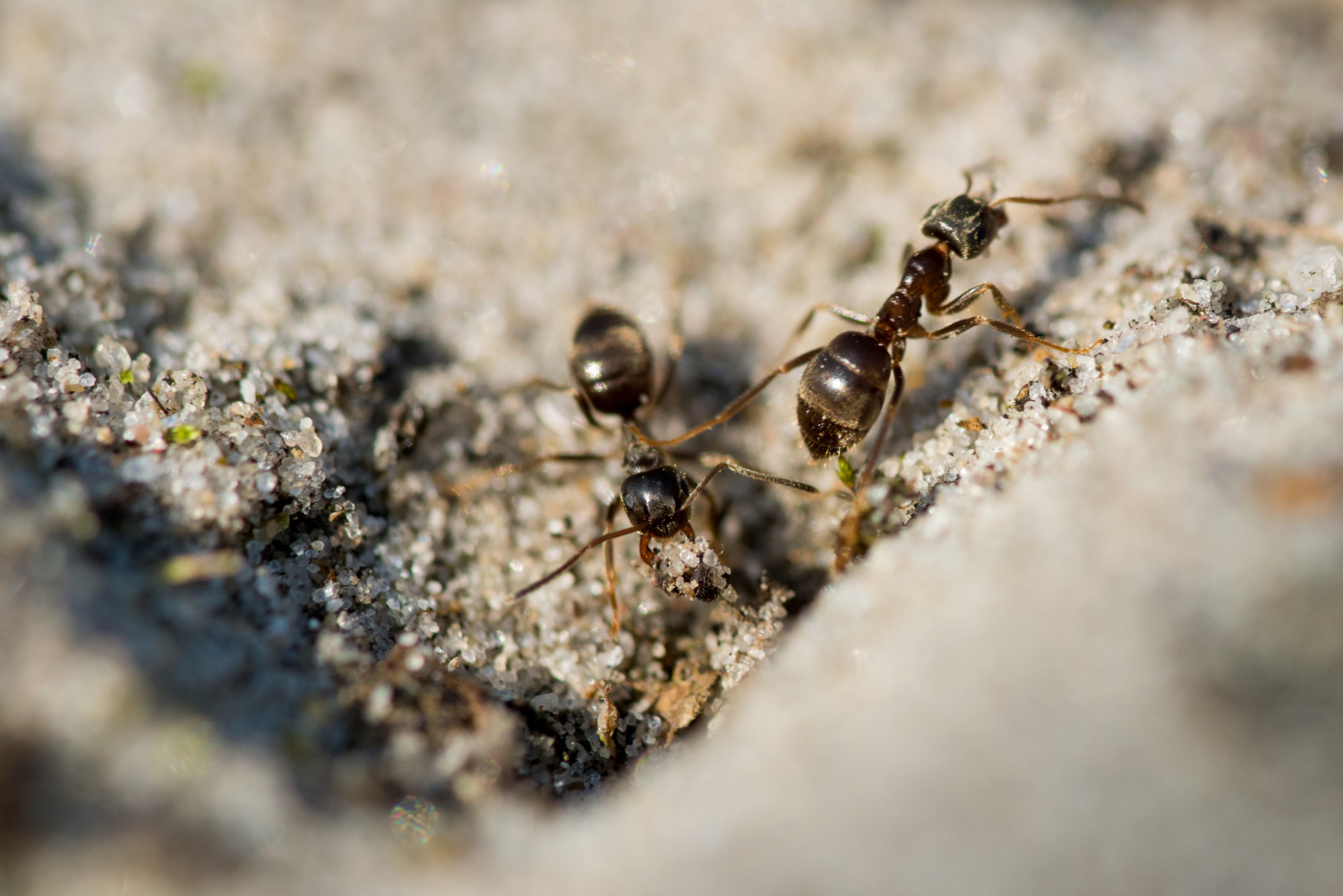 ant extermination