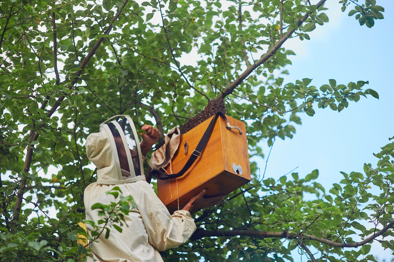 bee removal