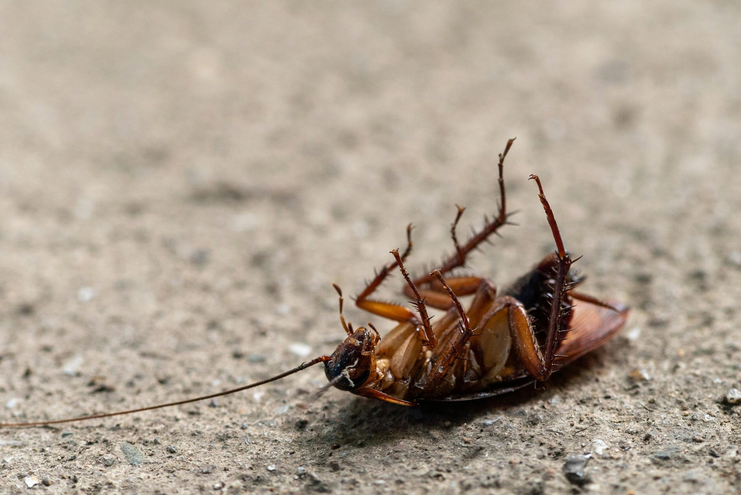 cockroach exterminator