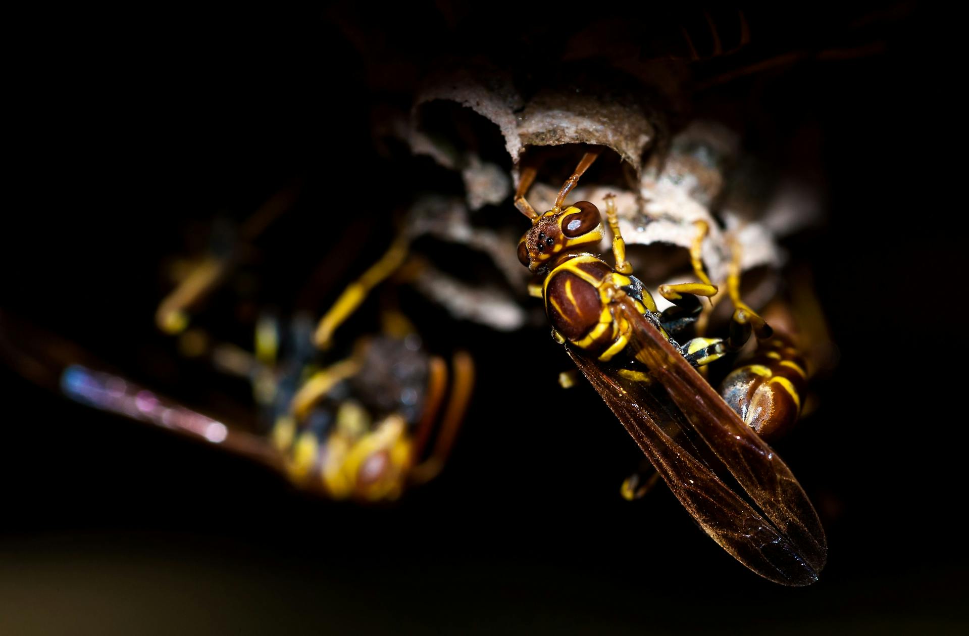 wasp nest removal