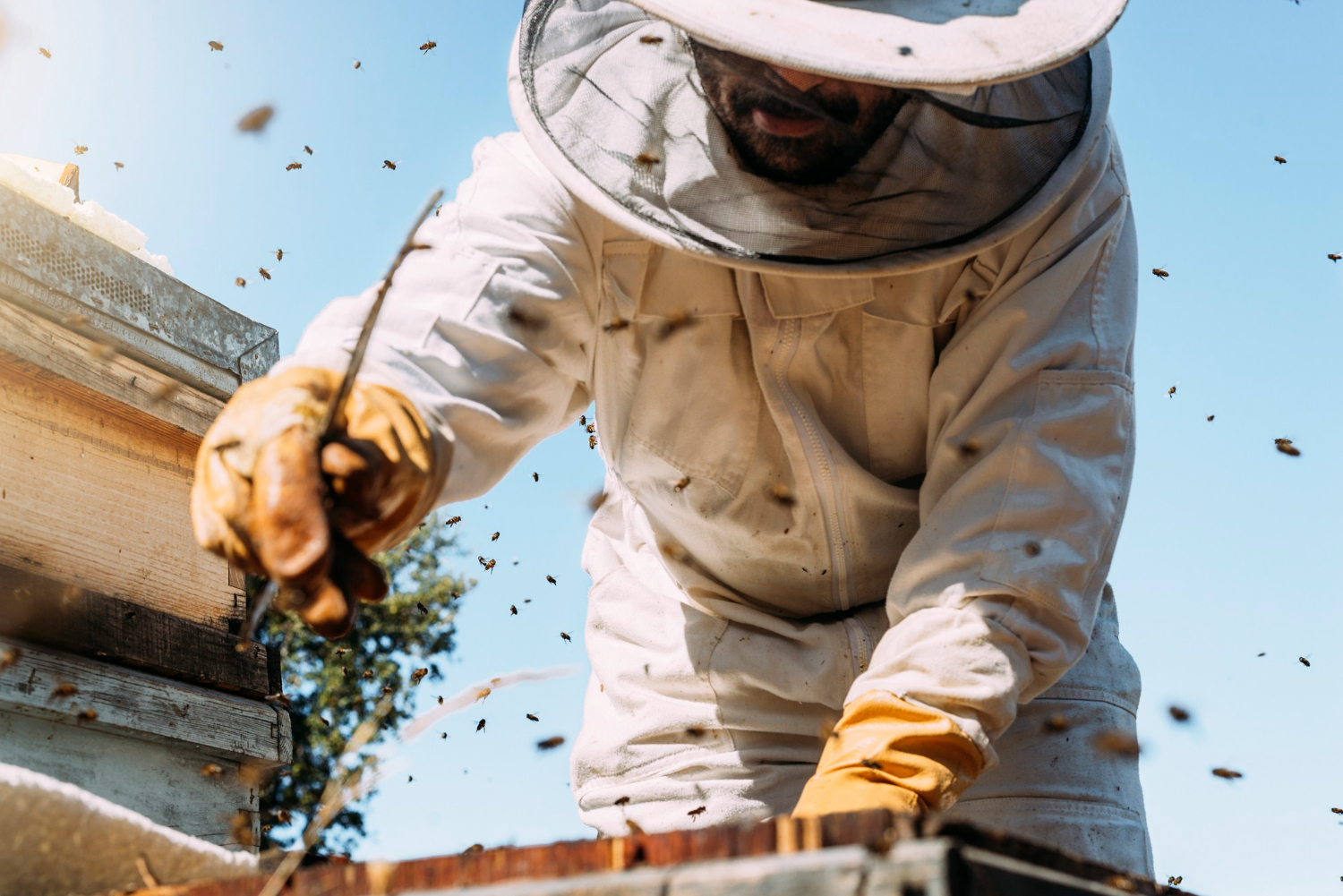 bee removal