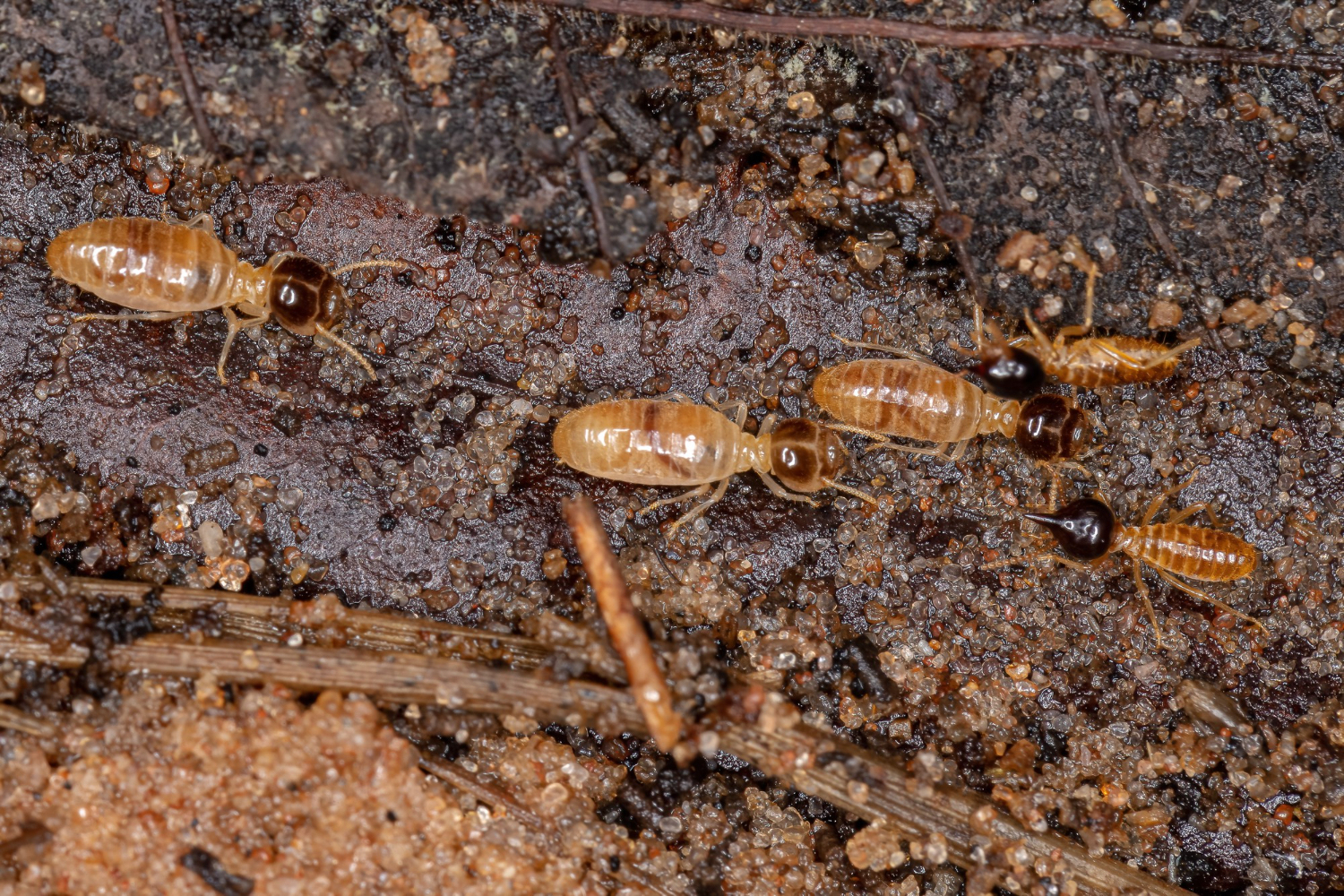 termites