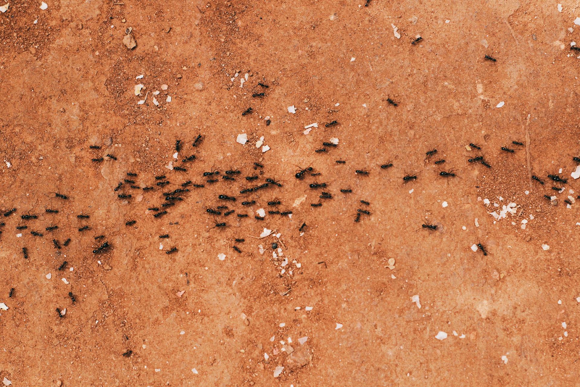 ants infestation