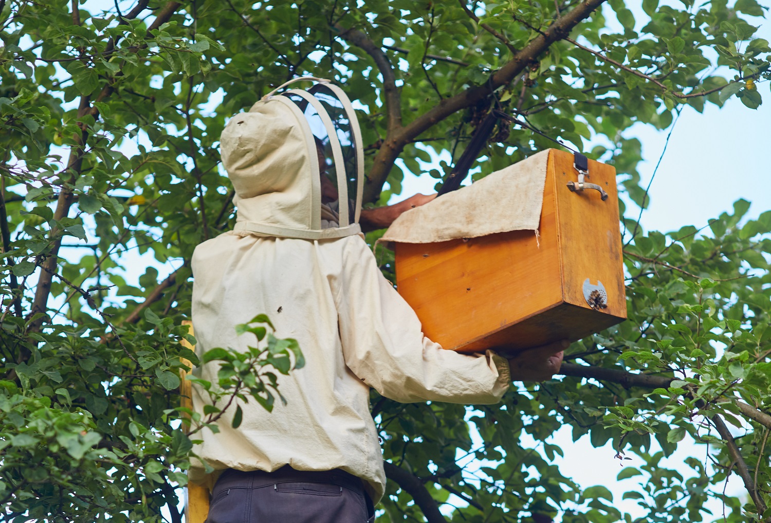 bee relocation