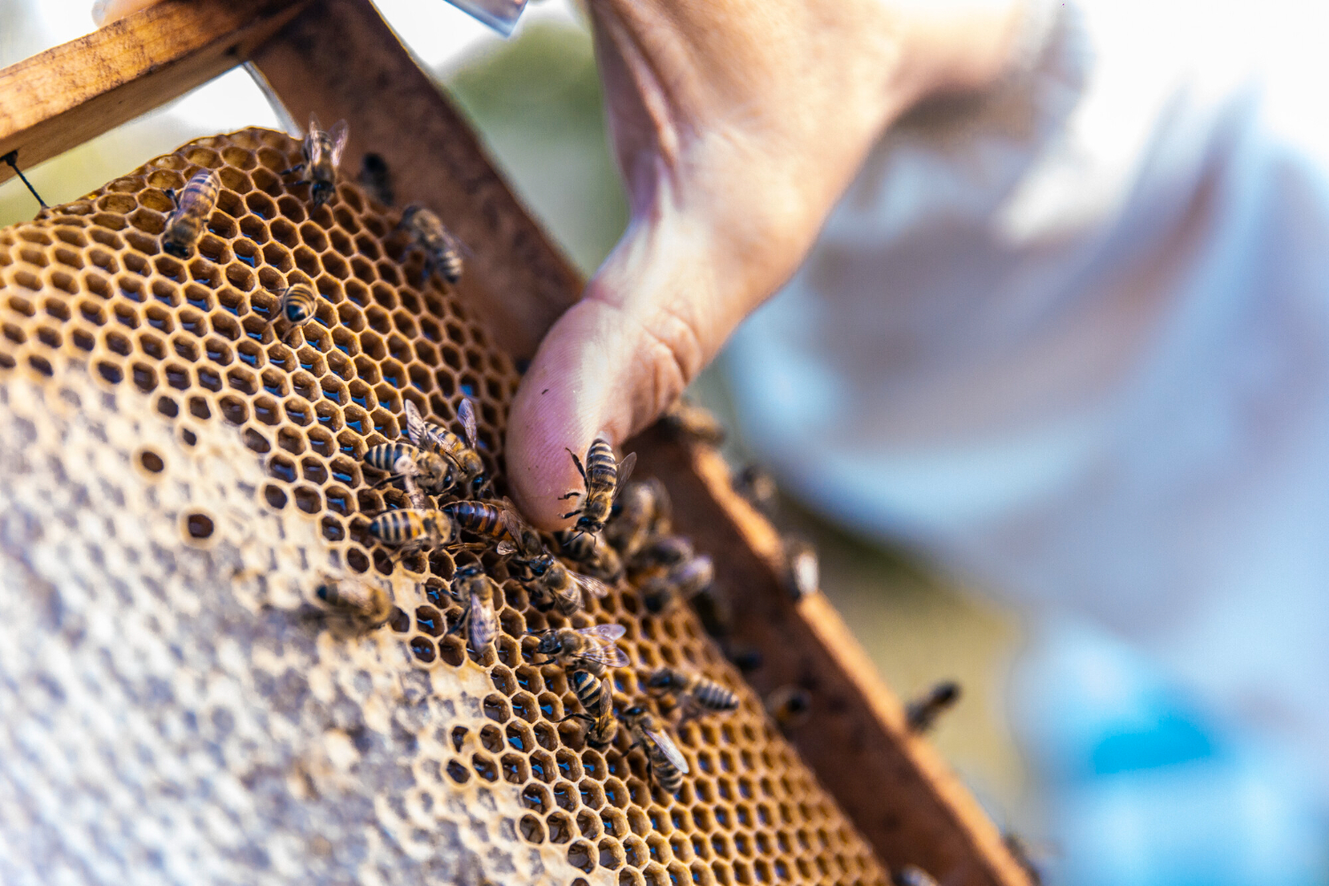 bee removal