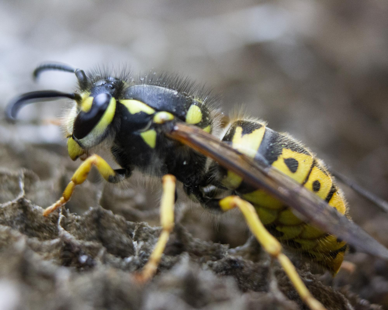 wasp nest